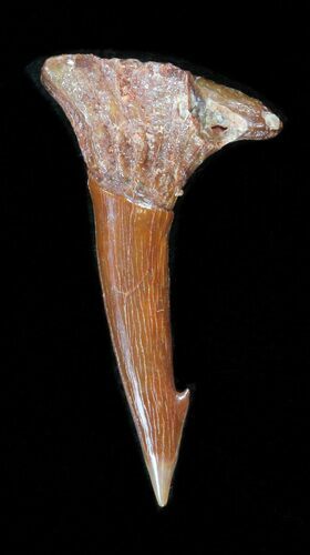 Onchopristis (Giant Sawfish) Rostral Barb #40071
